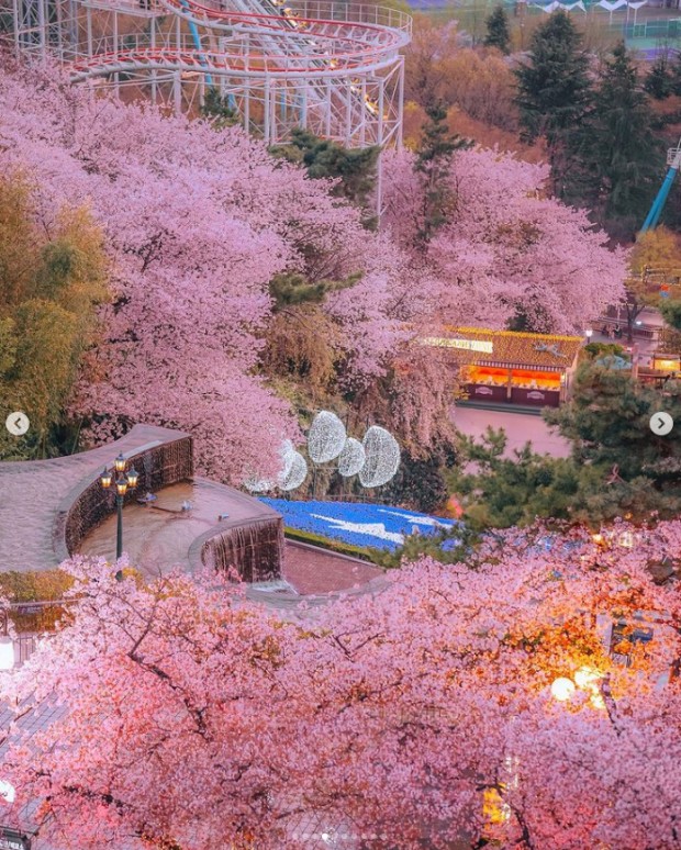벛꽃 축제