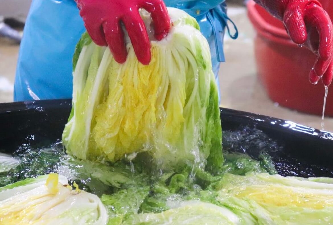 김장철 필독! 절임배추 3일 완성하는 법, 이대로만 하세요 관련사진