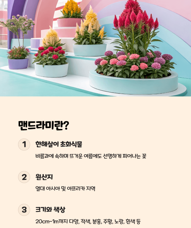 맨드라미