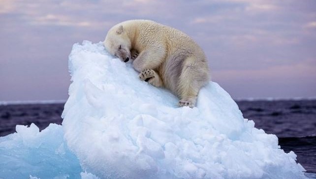 빙산-조각위- 바다-평온- 노을진 하늘-잠든-어린 북극 곰