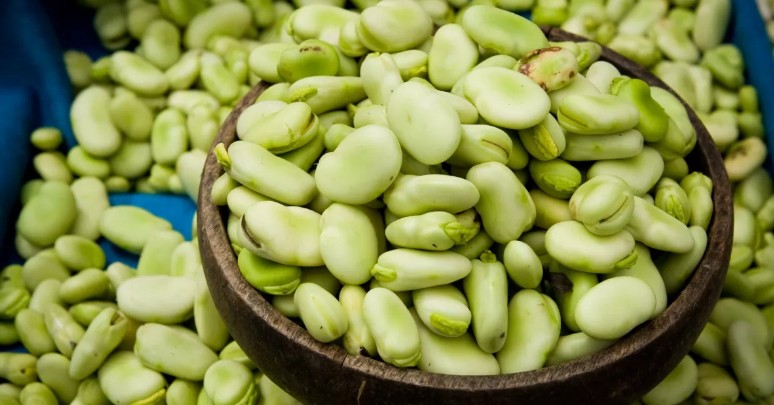 자이언트 파바빈(잠두콩) 효능과 부작용