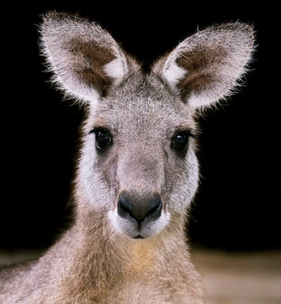 정면을-바라보고-있는-캥거루