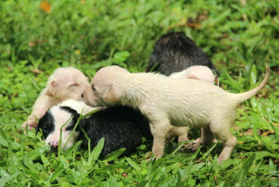 강아지 시기의 스트레스.