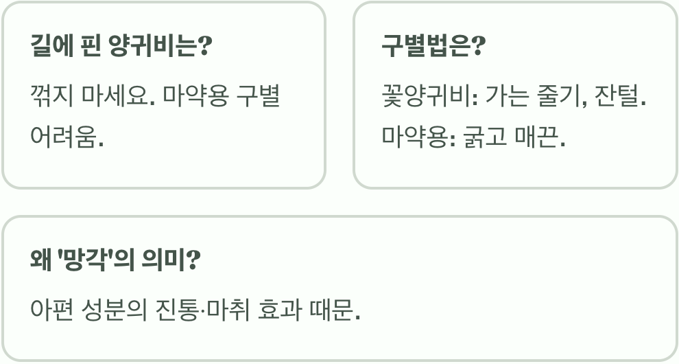 양귀비 꽃말과 색상별 의미 총정리
