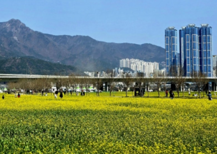 대저생태공원 유채꽃밭