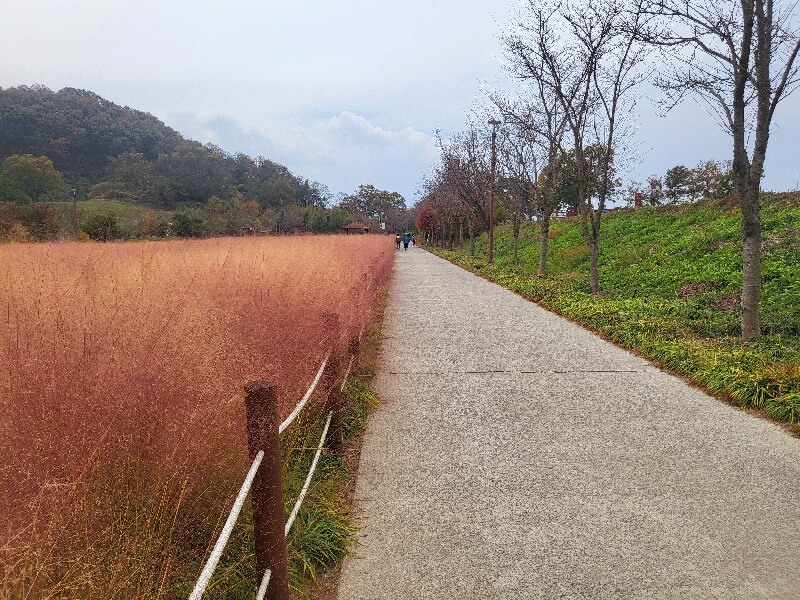 함안 악양생태공원 핑크뮬리