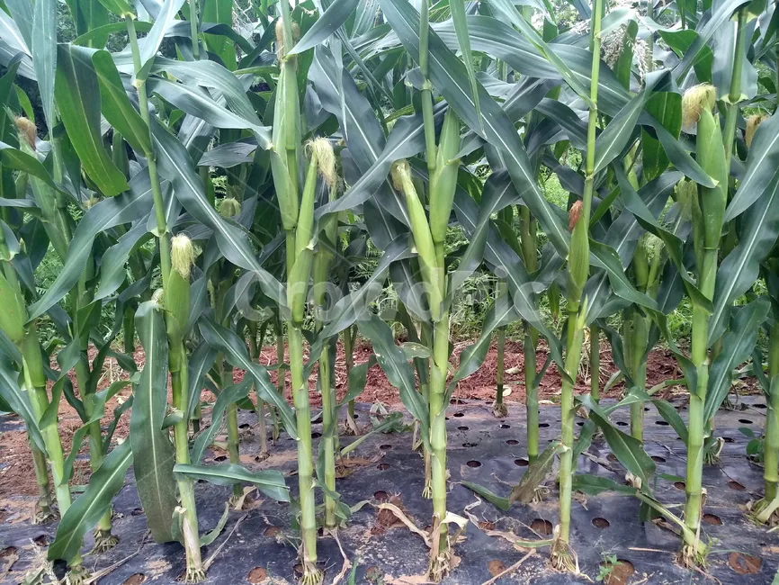 옥수수 재배 수분 수정 바람 피해 예방 거름 주기_3