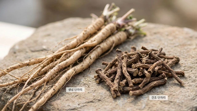 들레 뿌리(포공영) 효능 – 간 건강과 커피 대용 약초로 주목받는 이유