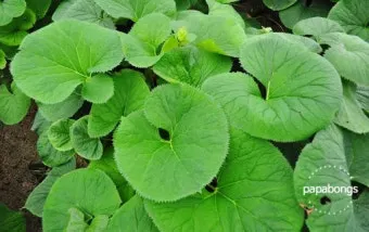 곰취 먹는방법 쌈 무침 장아찌 만드는법 요리 데치는방법_3