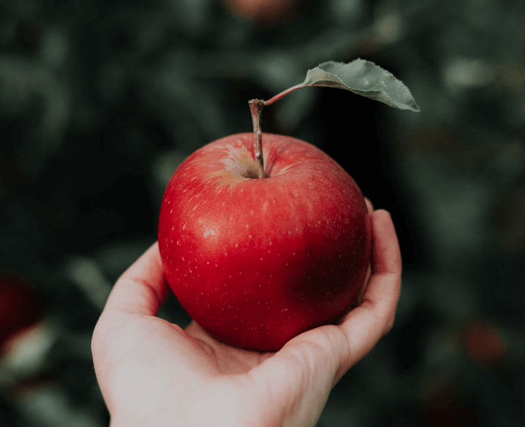 가래에 좋은 음식 사과