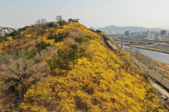 응봉산 개나리 사진