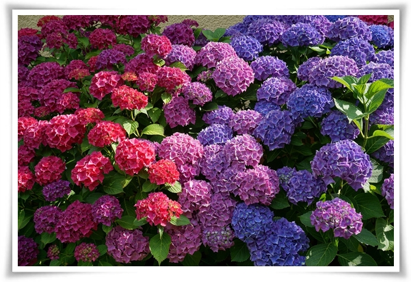 "수국" 여름의 아름다움을 한껏 품은 매력적인 꽃!