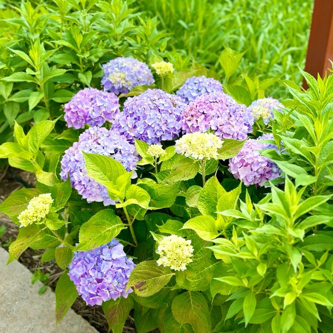 유구색동수국정원 수국축제