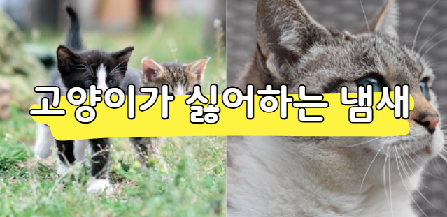 고양이가 싫어하는 냄새 TOP 5 안전하게 사용하는 방법