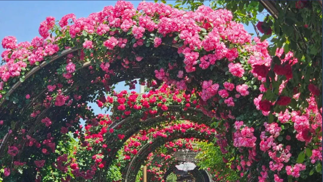 중랑 서울장미축제5