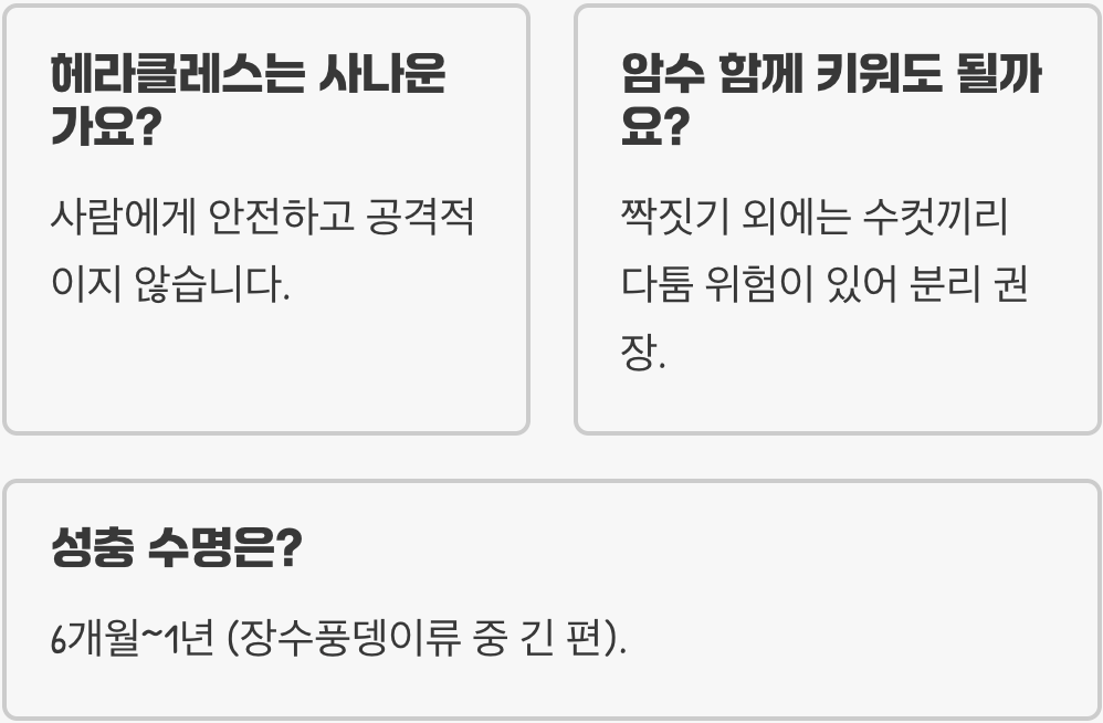 초보 집사 필독! 곤충의 왕 헤라클레스장수풍뎅이 키우기 A to Z (사육통 세팅부터 산란까지)