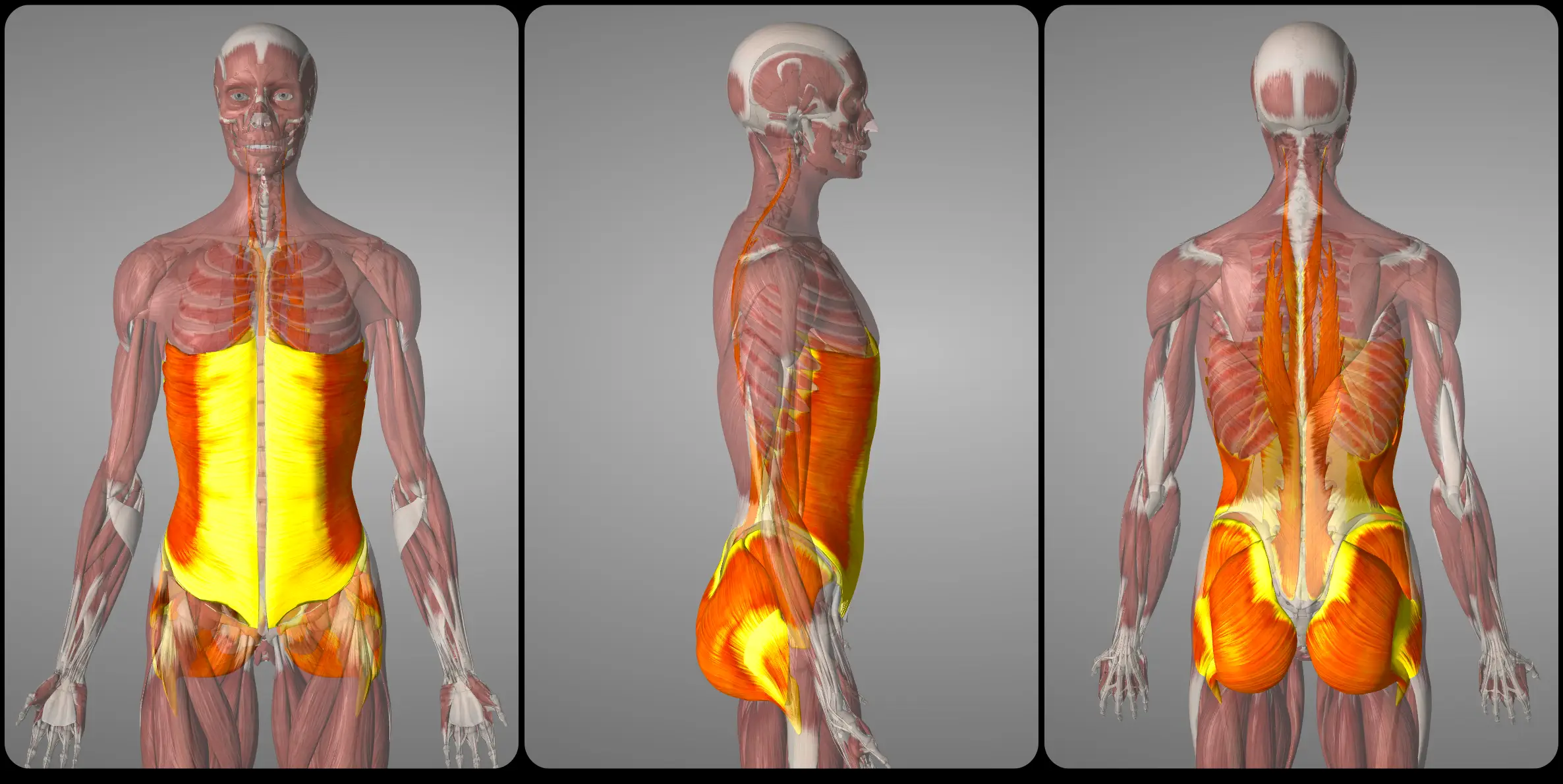 코어 운동과 고관절 근육 활성화: 과학적 근거와 실생활 적용 방법
