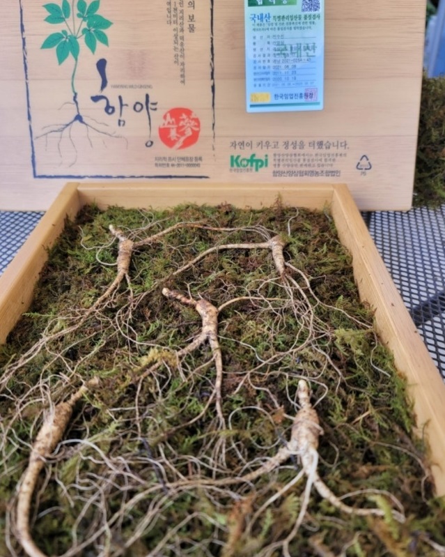 한국인의밥상-함양-오봉산-산양삼