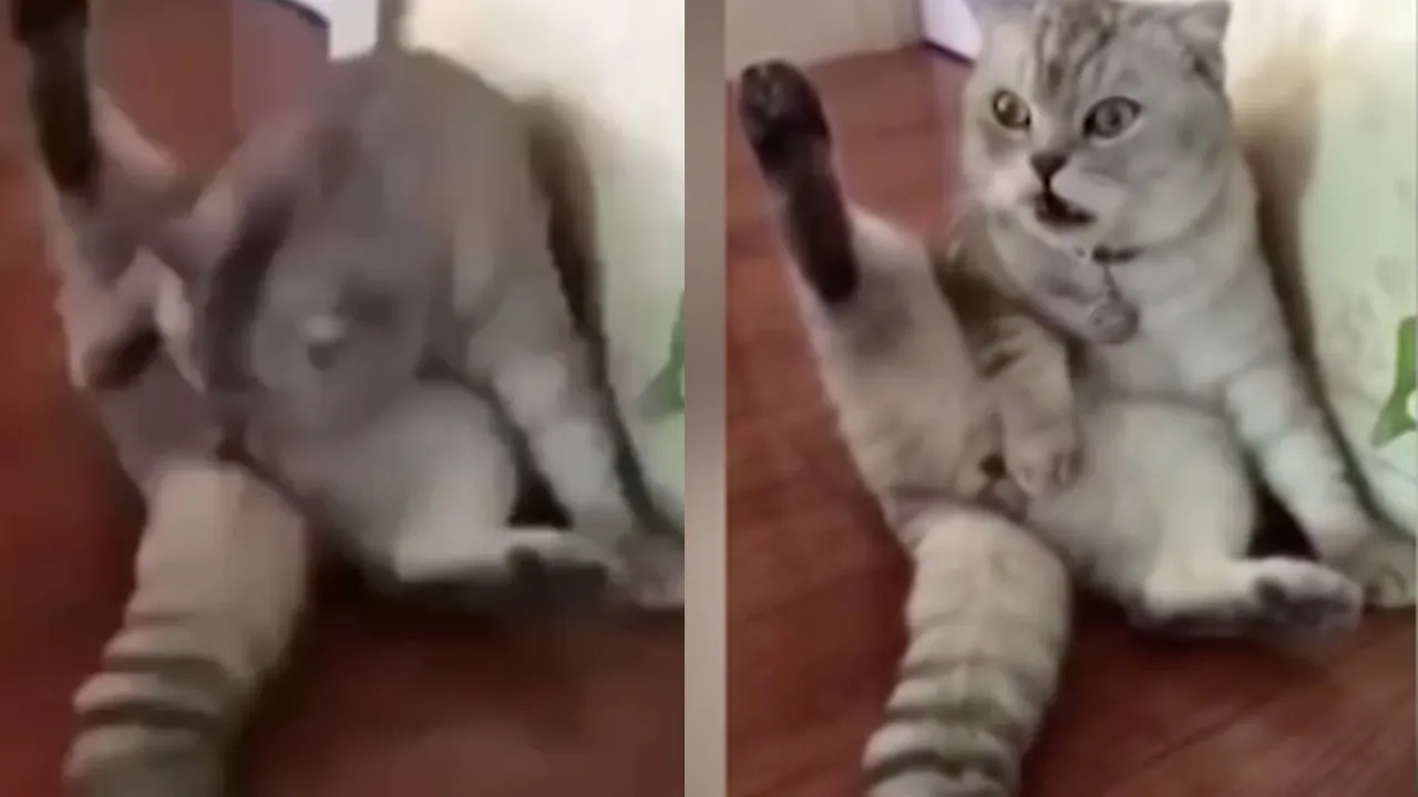 고양이 중성화 비용 수술시기 관리_8