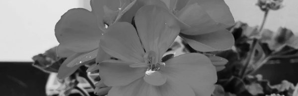 아스파라거스 키우기 외: 제라늄 키우기, 제라늄 삽목