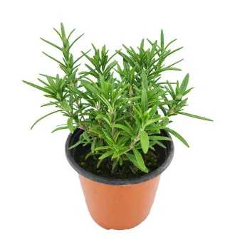 로즈마리 초보자도 쉽게 키우는 법과 실내외 관리, 번식 노하우_30