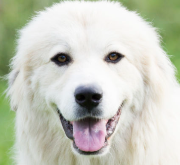 그레이트 피레니즈