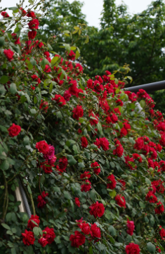 세종 베어트리파크 수목원 장미축제
