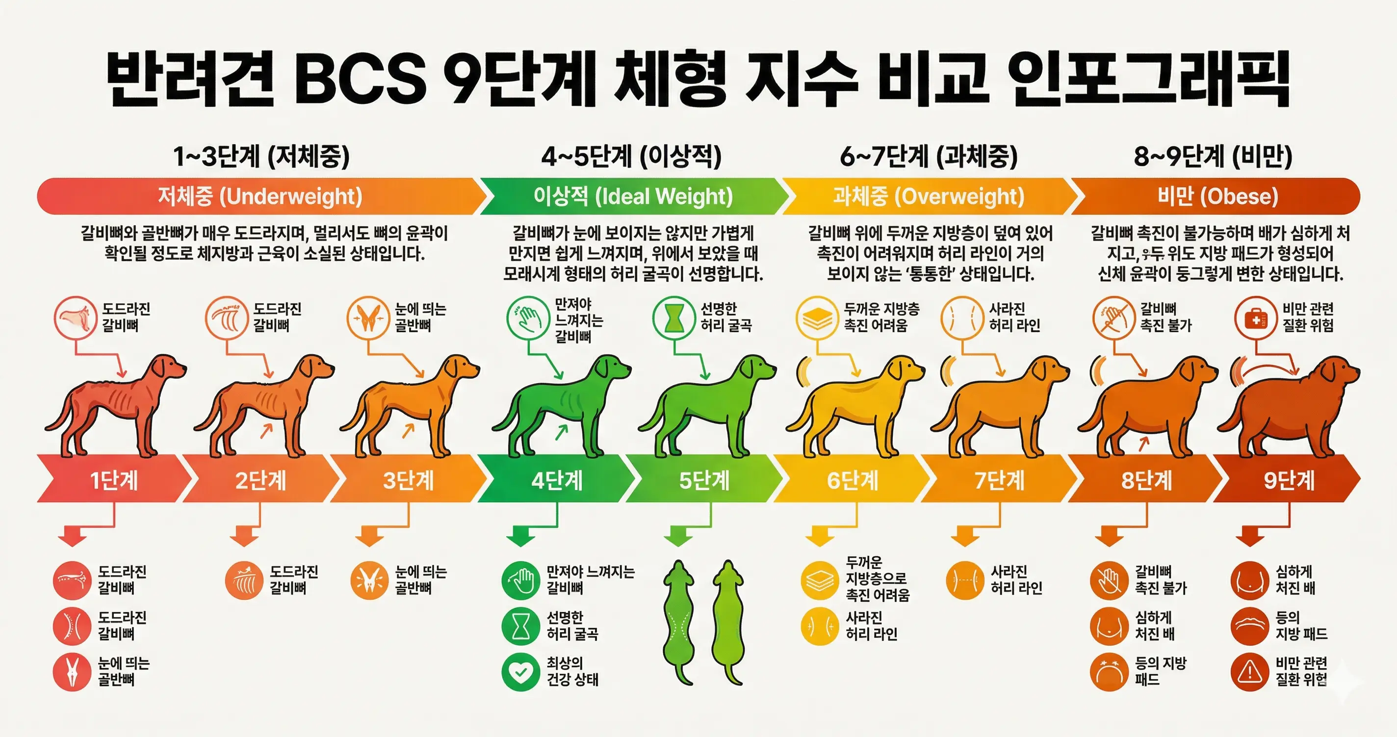 반려견 BCS 9단계 체형 지수 인포그래픽