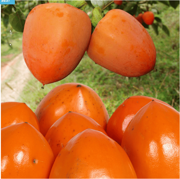 대봉감 추천 순위 TOP 5(24년 11월) - 쿠팡, 네이버 판매 랭킹 분석