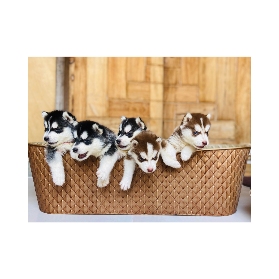 강아지 나이 계산법과 이에 따른 건강 관리법 알아보기