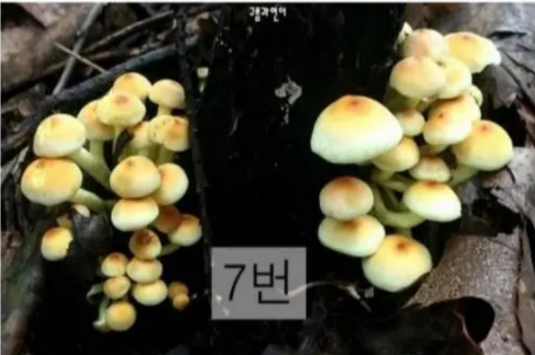 독버섯테스트 7번