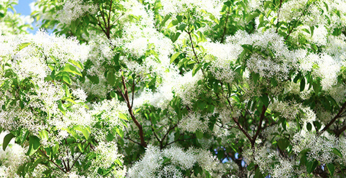 전주 이팝나무 축제 