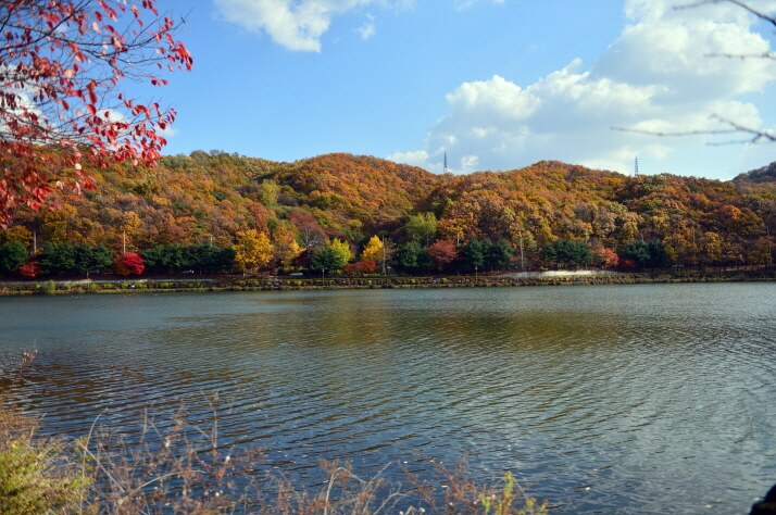반려견과 함께 떠나는 분당·판교 가을산책 단풍명소 추천 : 탄천산책로·율동공원·판교생태공원