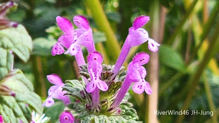 층층이꽃(Clinopodium chinense),꽃층층이