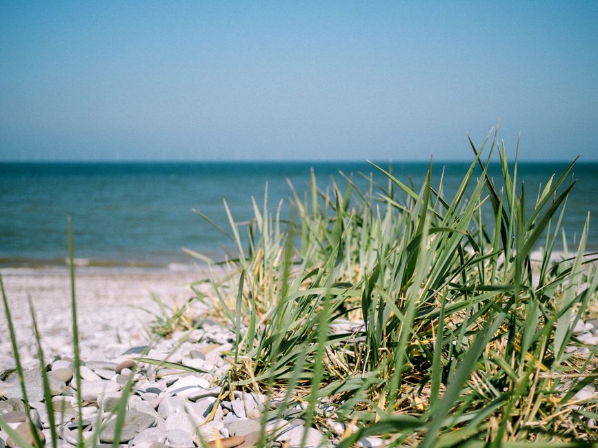 Peaceful beach landscape with coastal grass and a calm sea in the background.
