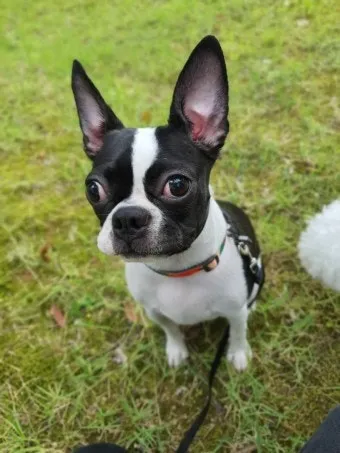 보스턴 테리어 애교만점 강아지 특징_3