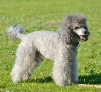 푸들 종류 토이푸들 실버투들 분양 가격 성격_10