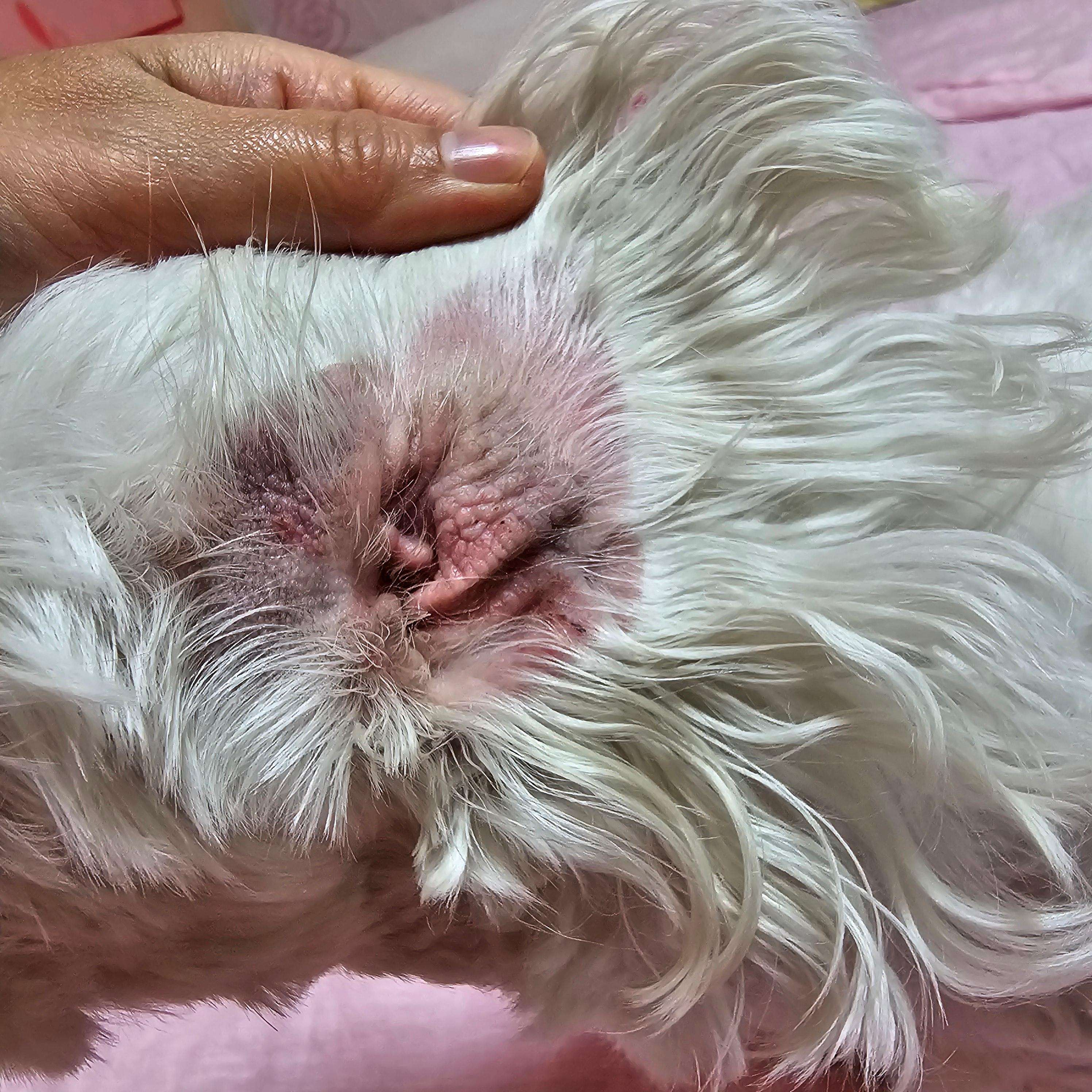 반려견 귀 건강을 위한 방법