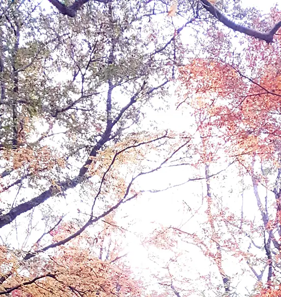 서울 단풍 명소