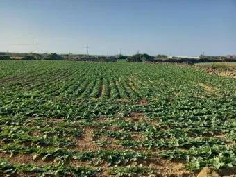 6월에 심는 밭작물 채소_8