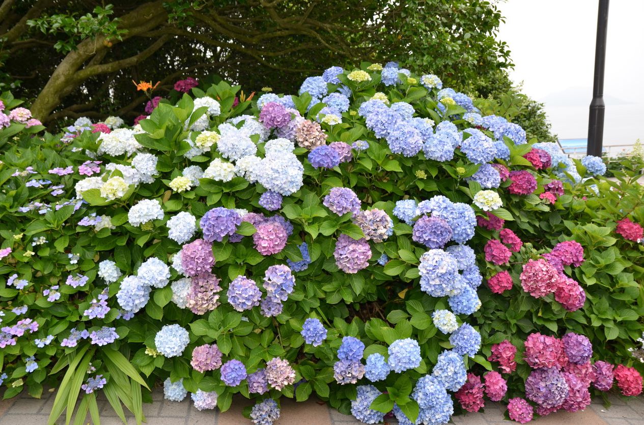 장사도해상공원