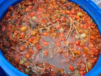 스테비아 재배 삽목 요령 단맛 유지 잎 건조_12