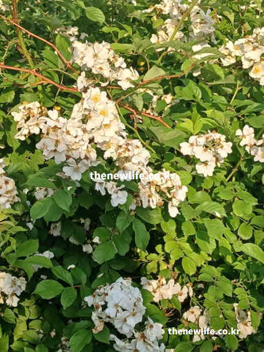 찔레꽃 효능 부작용 주의사항 꽃가루 알레르기