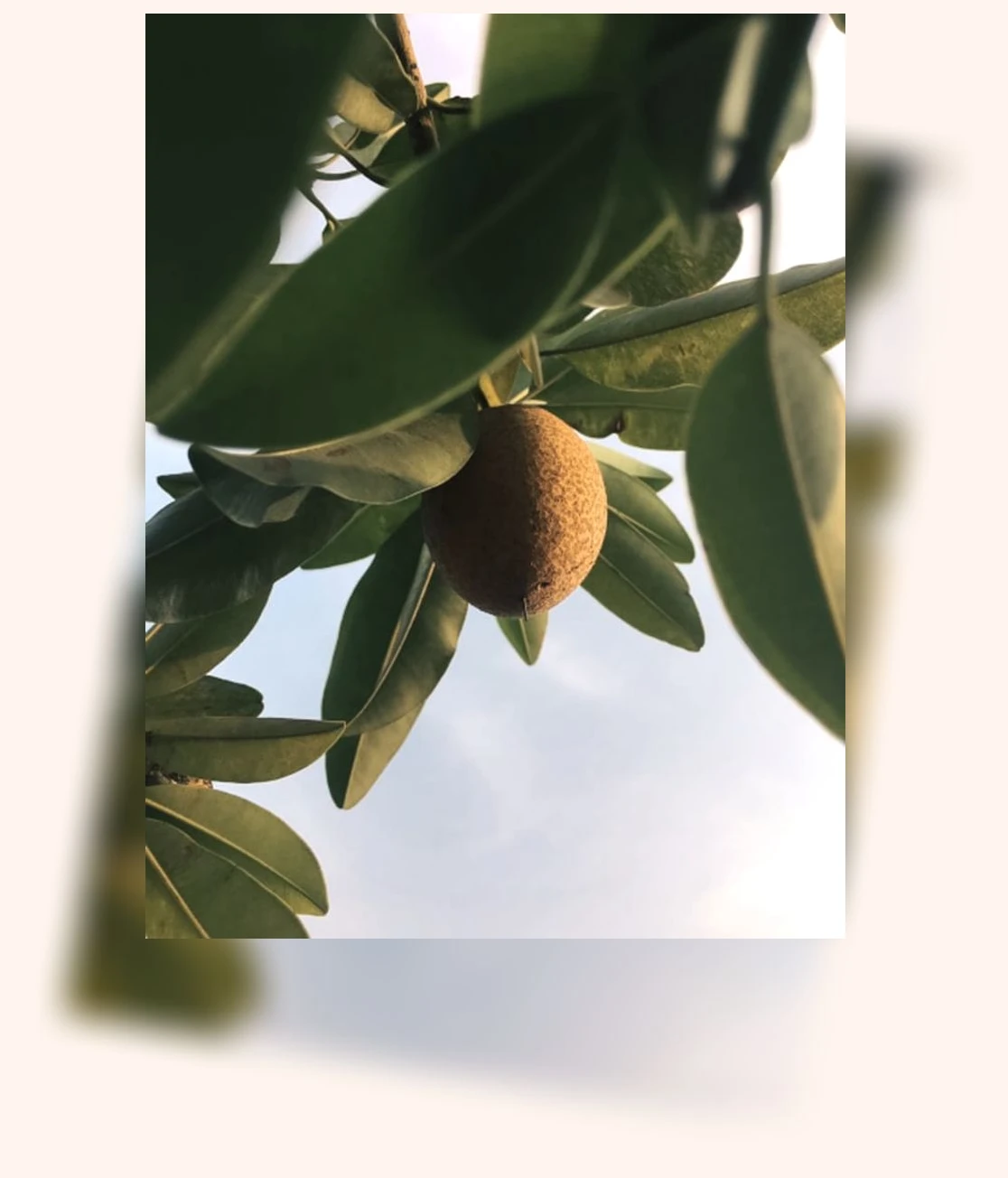 건강한 식단_1_subsection