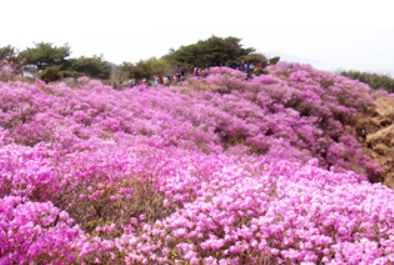고려산 진달래