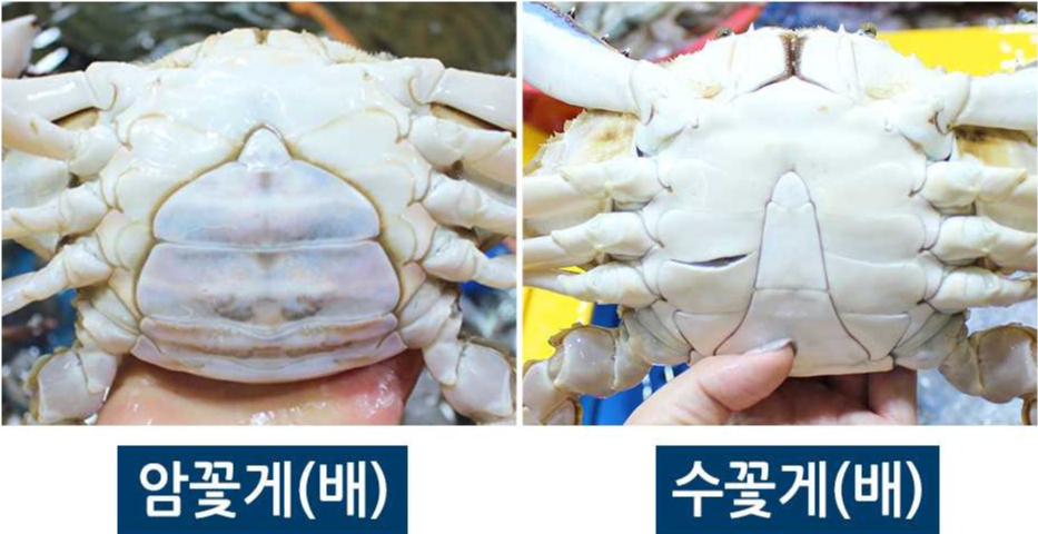 암꽃게와 수꽃게 구별법