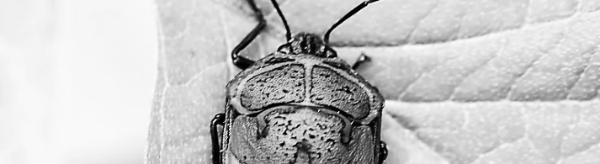 노린재 개체 증가