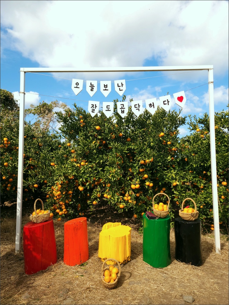 감귤-따기-탐나는농장1