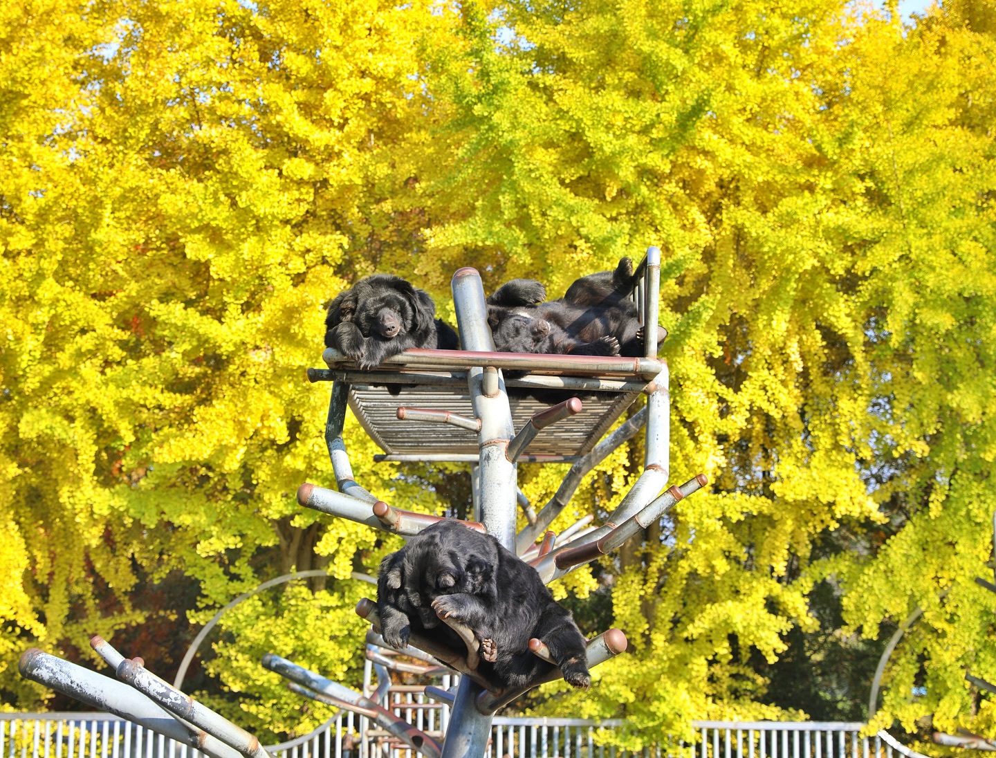 베어트리파크 단풍 축제