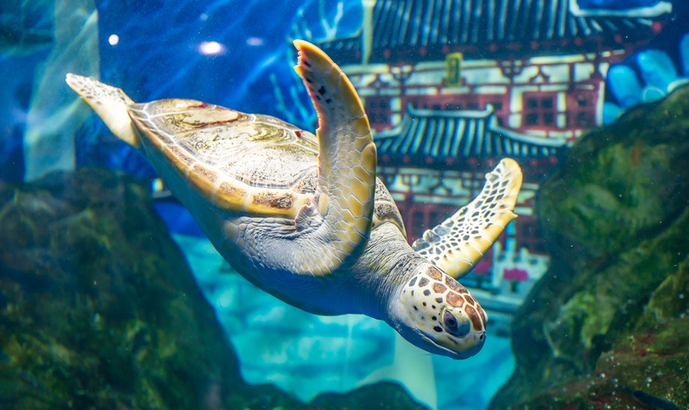 제주 동쪽 가볼만한곳 (아쿠아플라넷 제주)